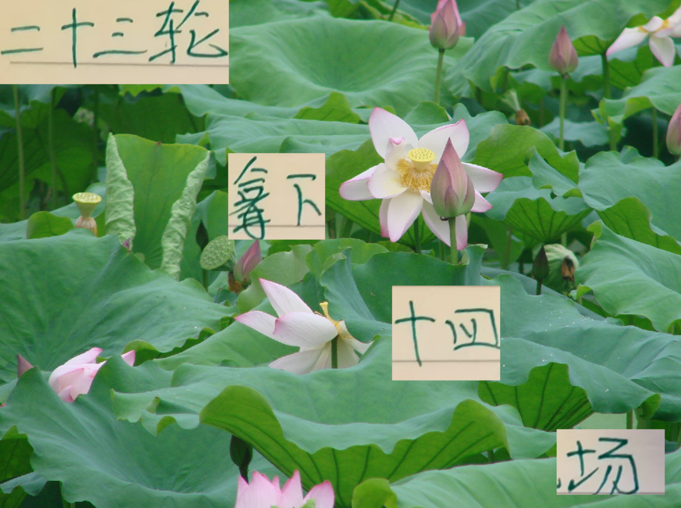 23轮下来！北京国安是赢了14场 申花还比他们多赢一次